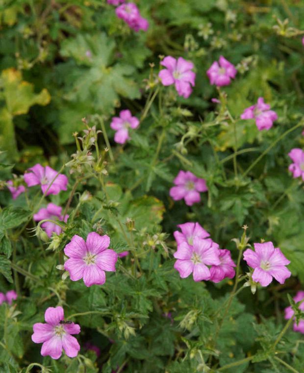 Geranium x oxanium Wageningen