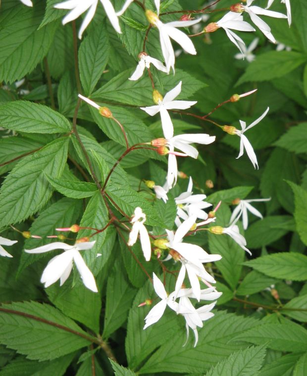 Gillenia trifoliata