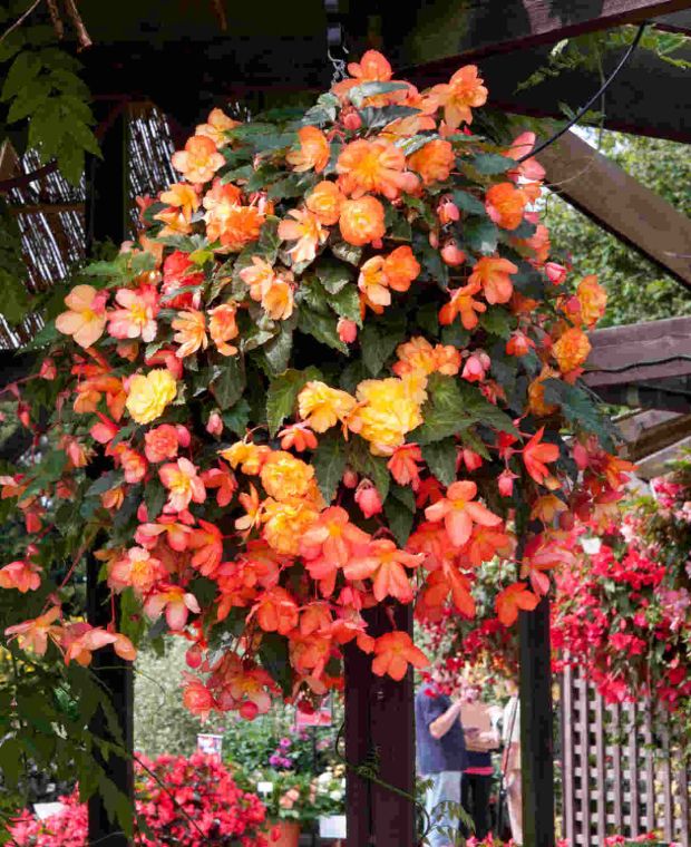 Fiery Begonia Collection