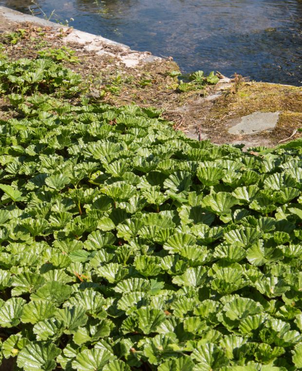 Gunnera Magellanica