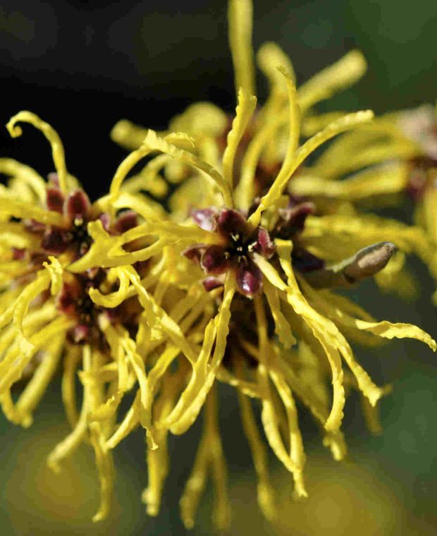 Hamamelis 'Amanda'