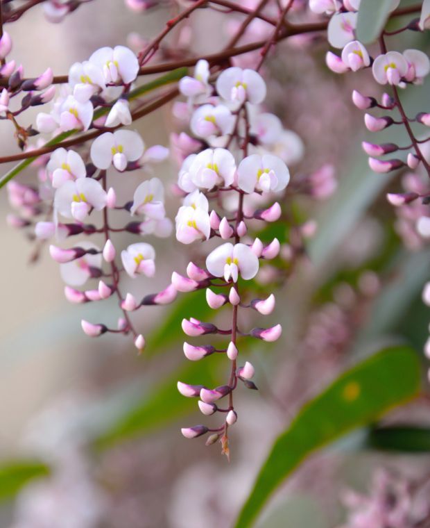 Hardenbergia alba