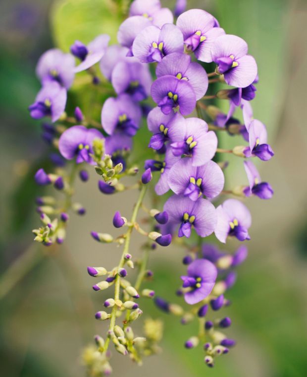 Hardenbergia violacea