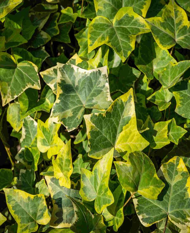 Hedera helix Goldchild