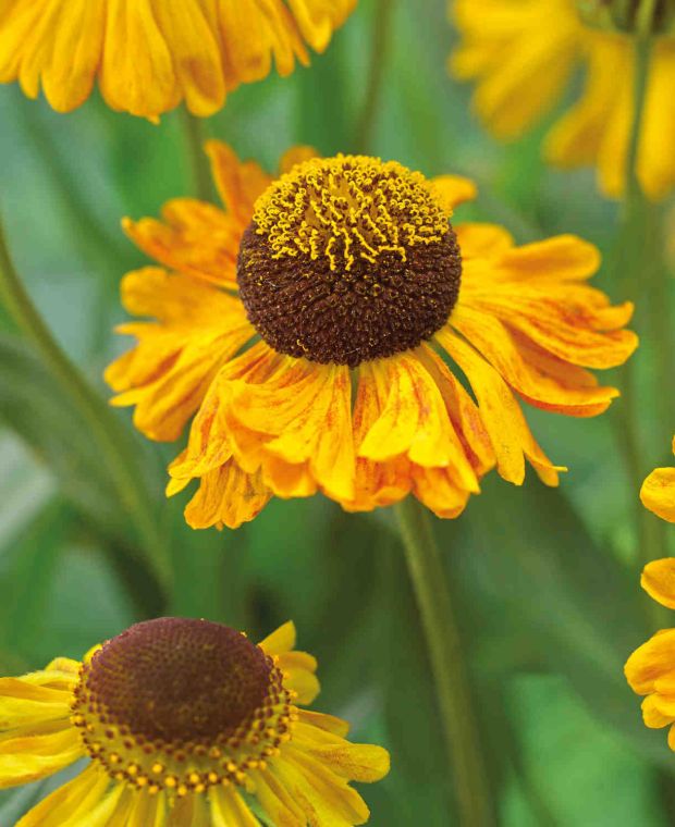 Helenium Carmen