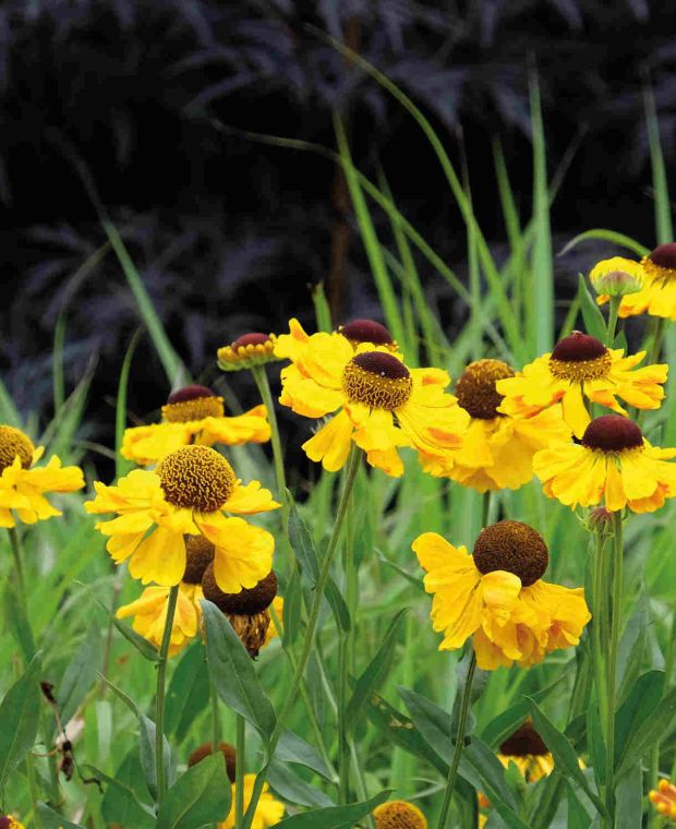 Hardworking Helenium Collection