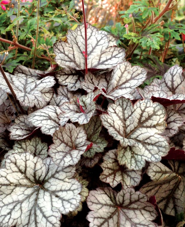 Heuchera Glitter