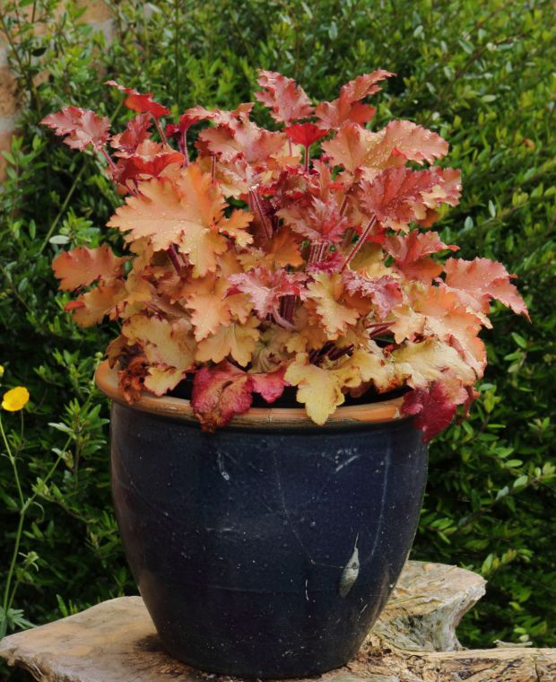 Heuchera Marmalade