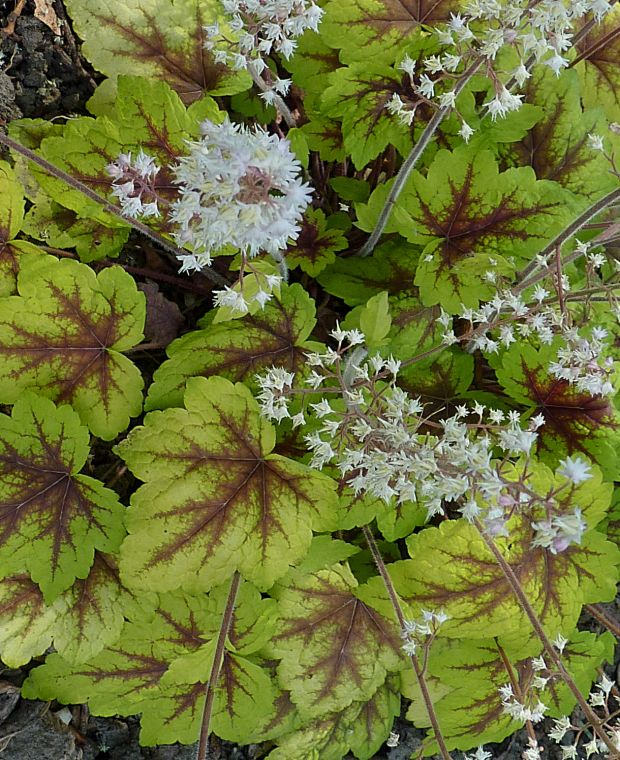 Heucherella Stoplight