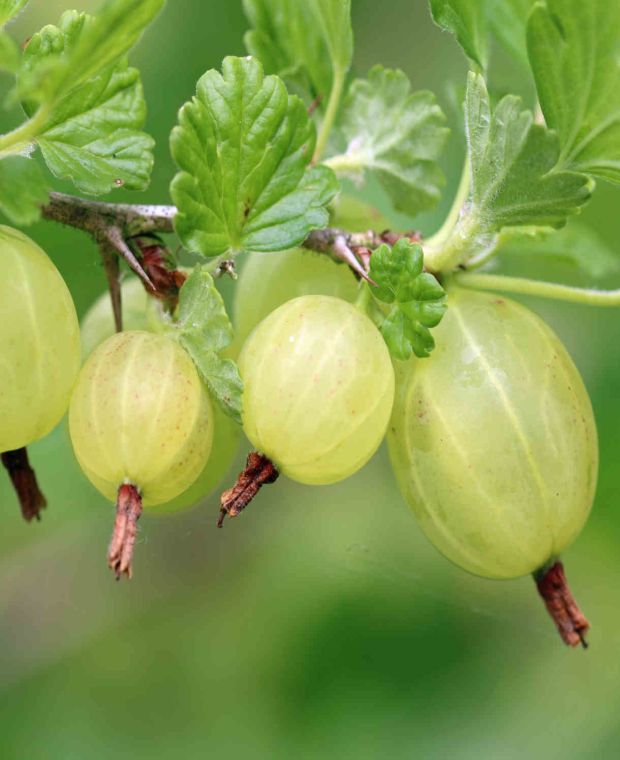 Ribes uva-crispa Hinnonmaki Green