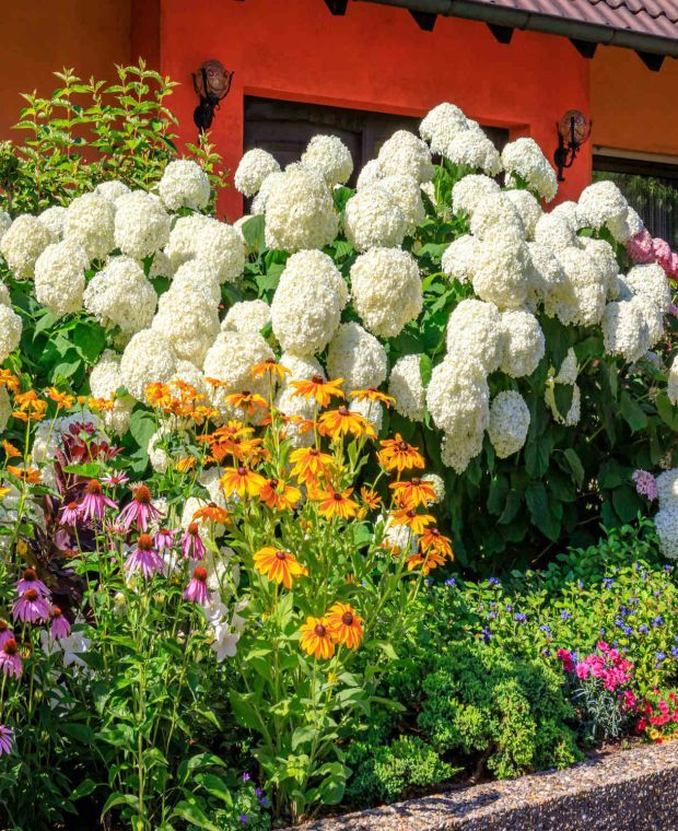 Hydrangea arborescens Annabelle