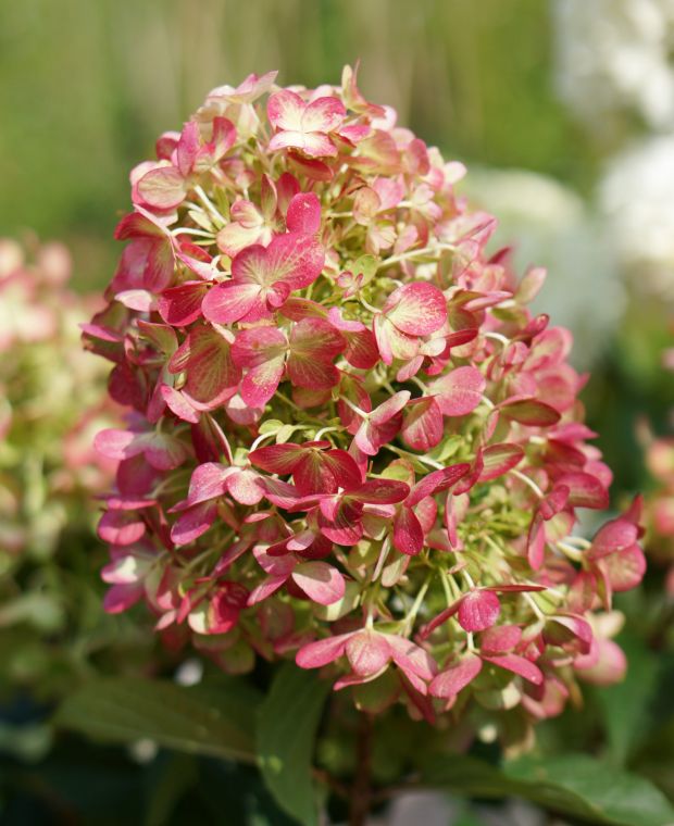 Hydrangea paniculata Graffiti