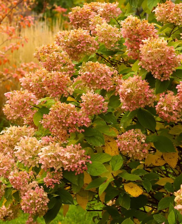 Hydrangea paniculata Limelight