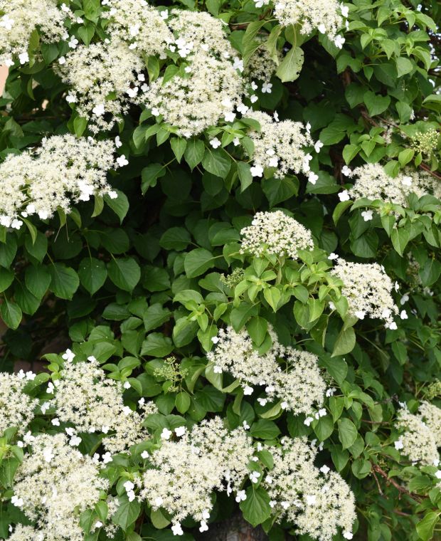 Hydrangea seemannii