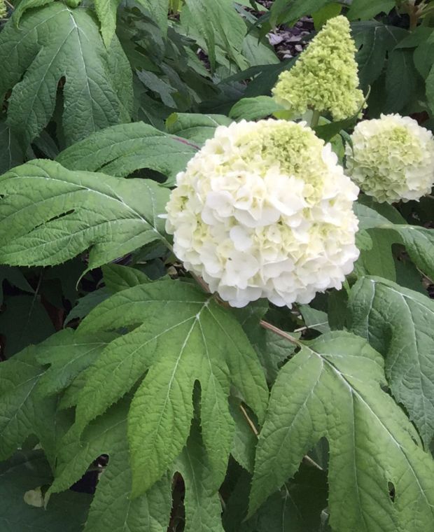 Hydrangea quercifolia Tara