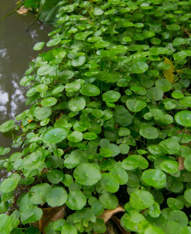 Hydrocotyle Vulgaris