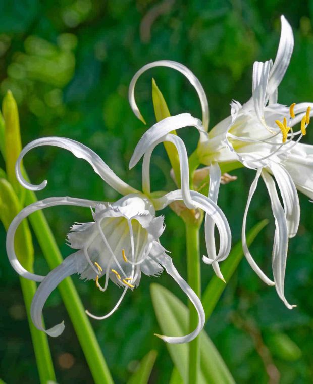 Hymenocallis Festalis