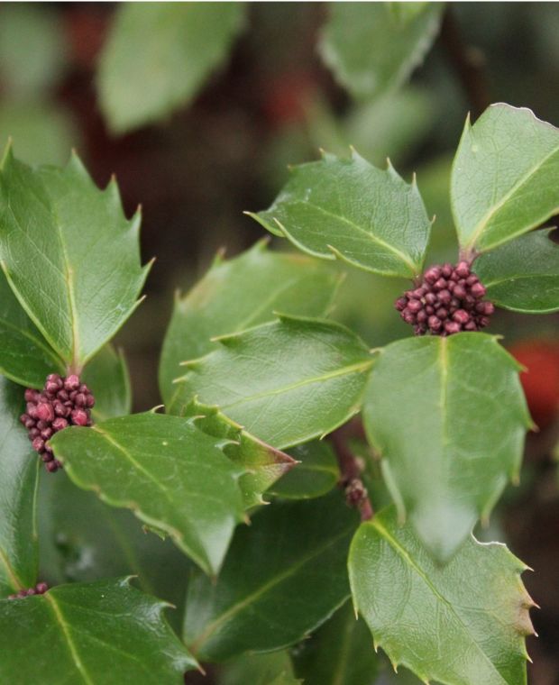 Ilex meserveae 'Blue Prince'