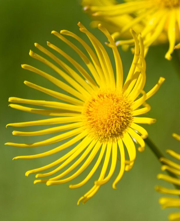 Inula ensifolia