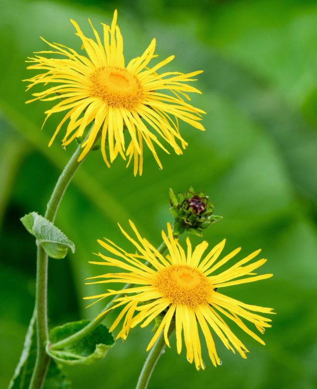 Inula Magnifica