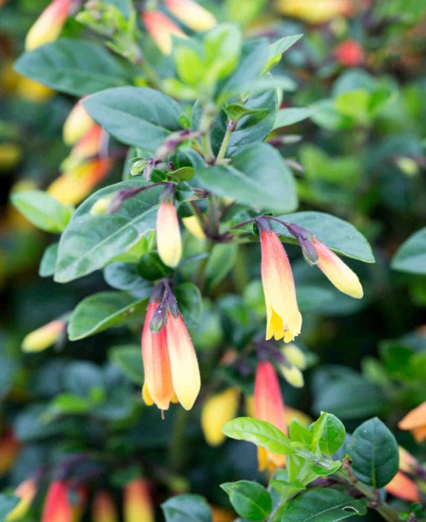 Jacobinia pauciflora