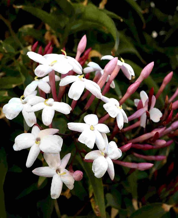 Jasminum Inverleith