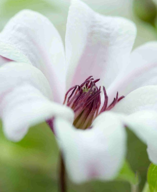 Clematis texensis 'Princess Kate'