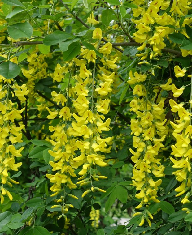 Laburnum anagyroides