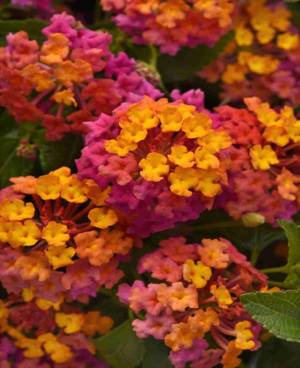 Lantana camara 'Passion Fruit'