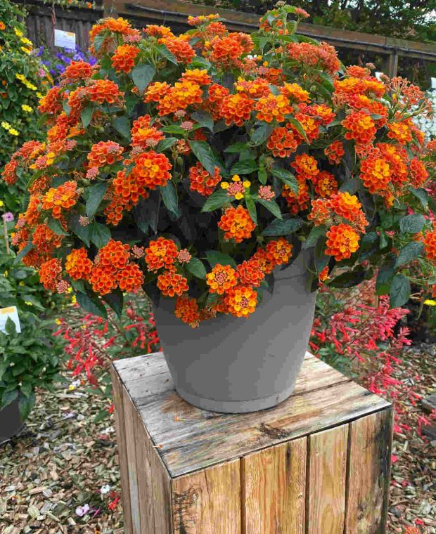 Lantana camara Evita Sunrise 