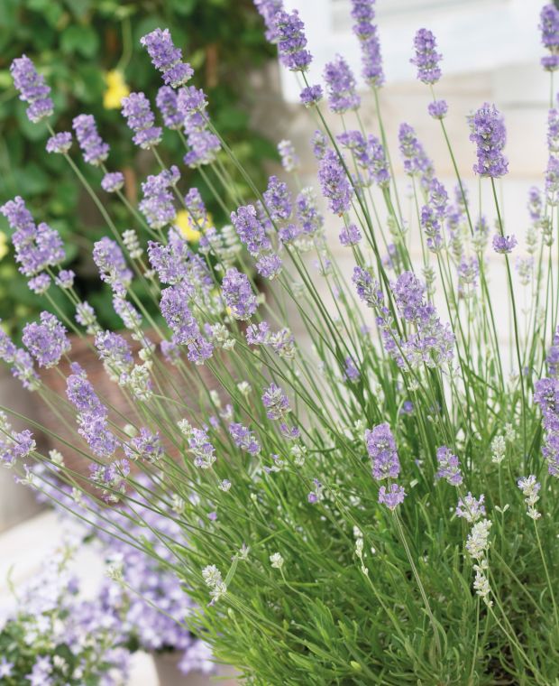 Lavandula Grosso