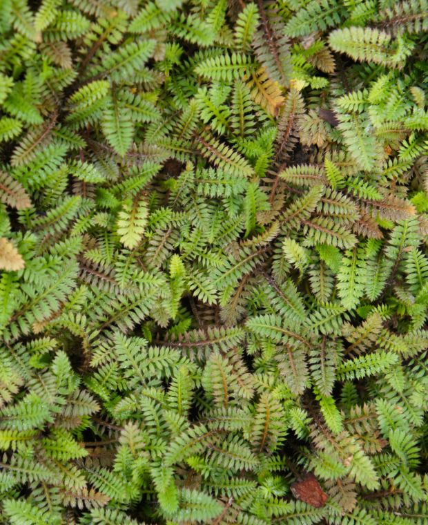 Leptinella potentillina