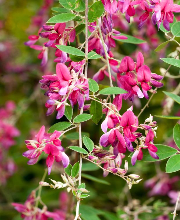 Lespedeza thunbergii