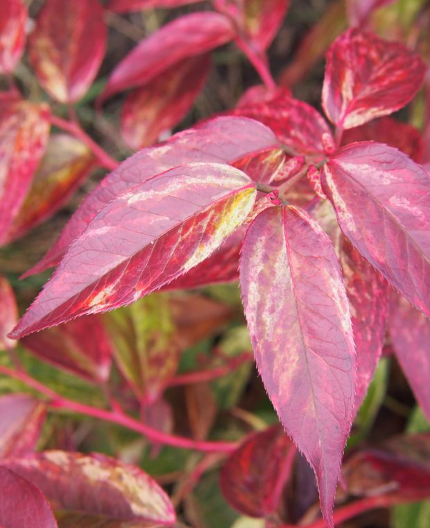 Leucothoe fontanesiana Rainbow