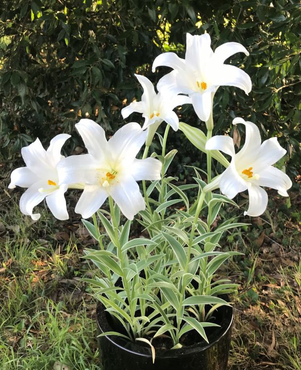 Lilium longiflora Foliis Variegatis