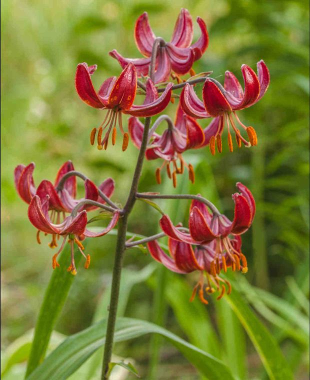 Lilium Claude Shride