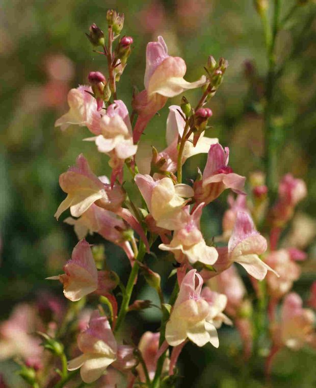 Linaria Peachy