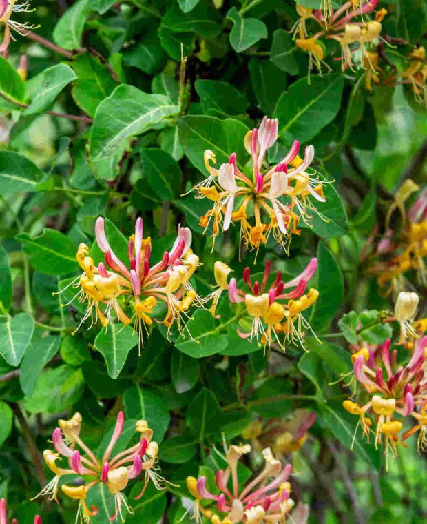 Lonicera periclymenum Serotina