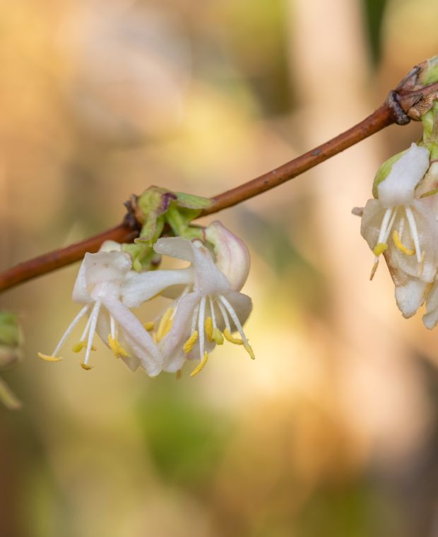 Lonicera purpusii 'Winter Beauty'