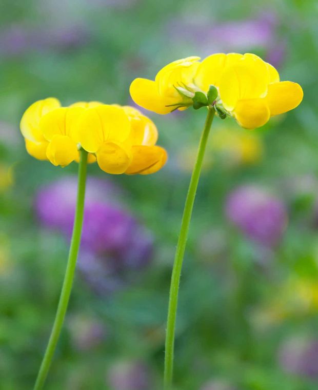 Lotus corniculatus