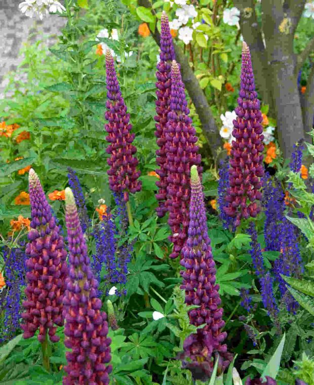 Lupin 'Masterpiece'