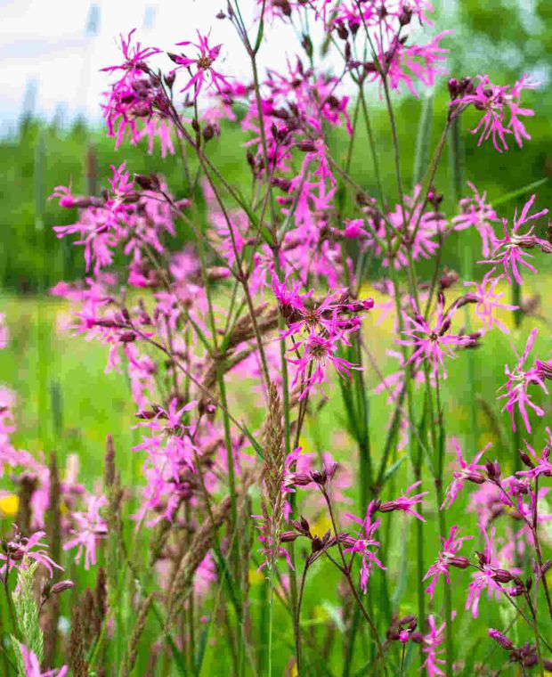 Lychnis flos-cuculi