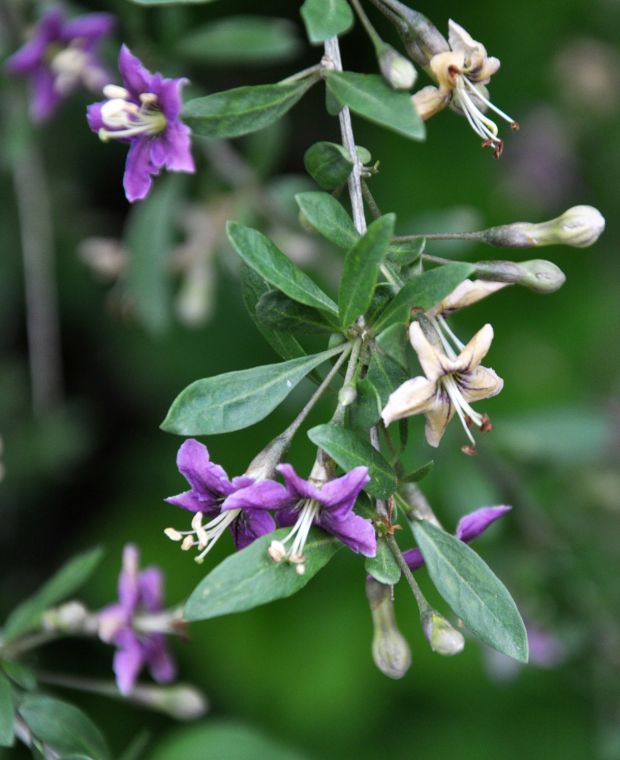 Lycium barbarum