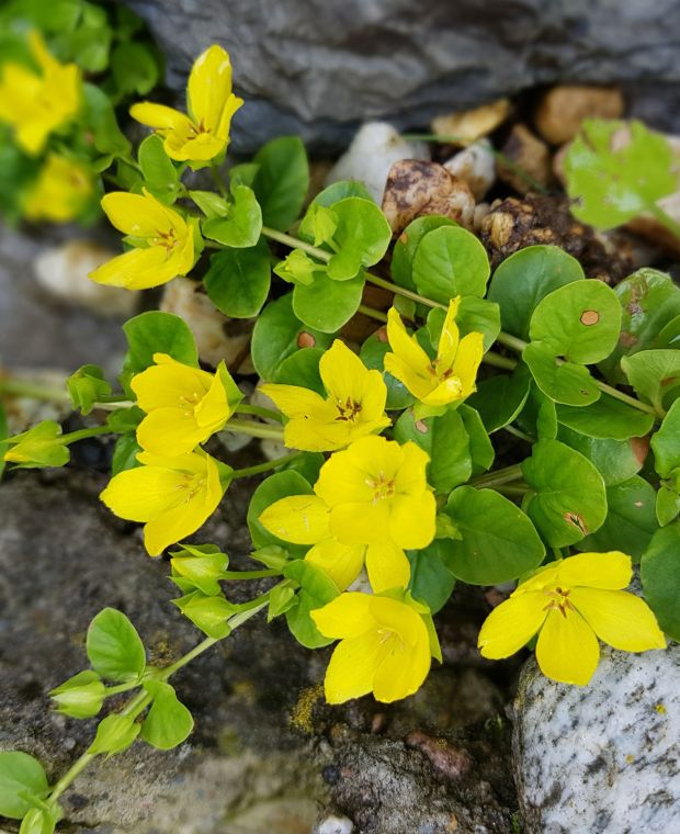 Lysimachia nummularia Goldilocks