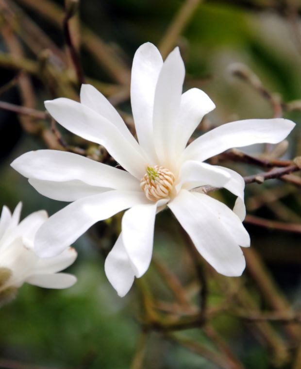 Magnolia Stellata