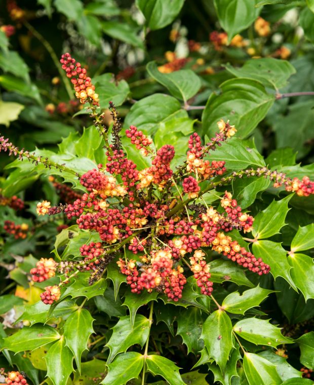 Mahonia Cabaret