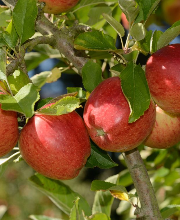 Malus domestica Braeburn