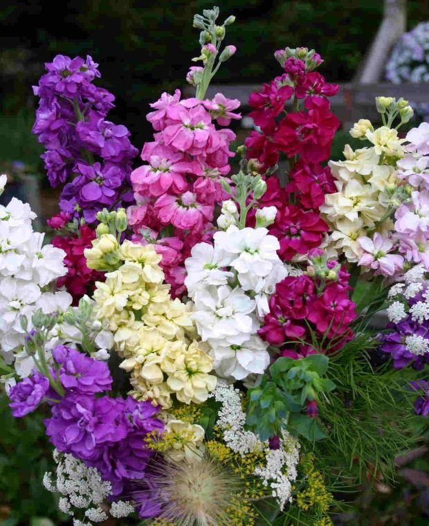 Matthiola Mirado Mix