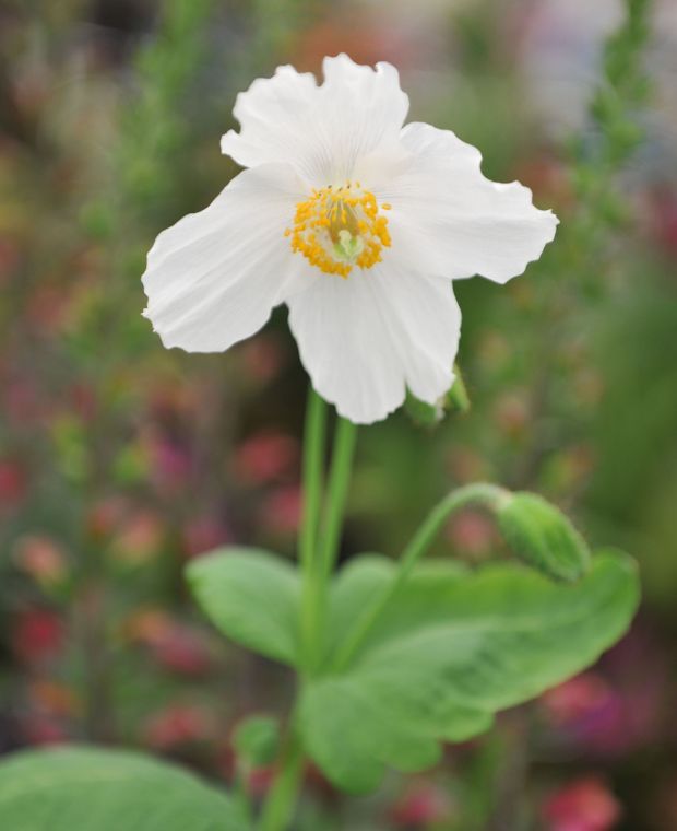 Meconopsis baileyi Alba