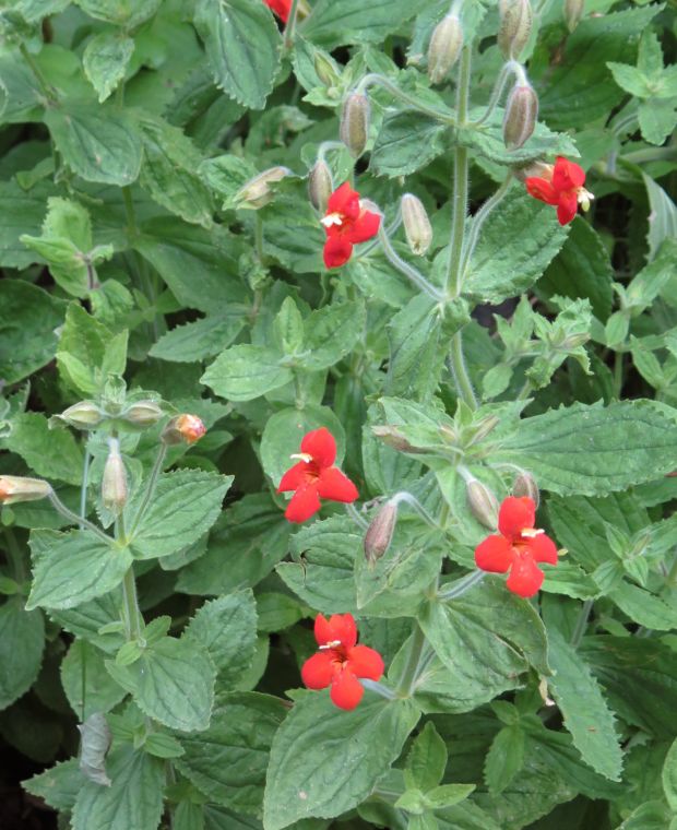 Mimulus Cardinalis